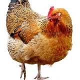 A photo of a chicken