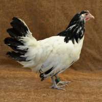 A photo of a chicken